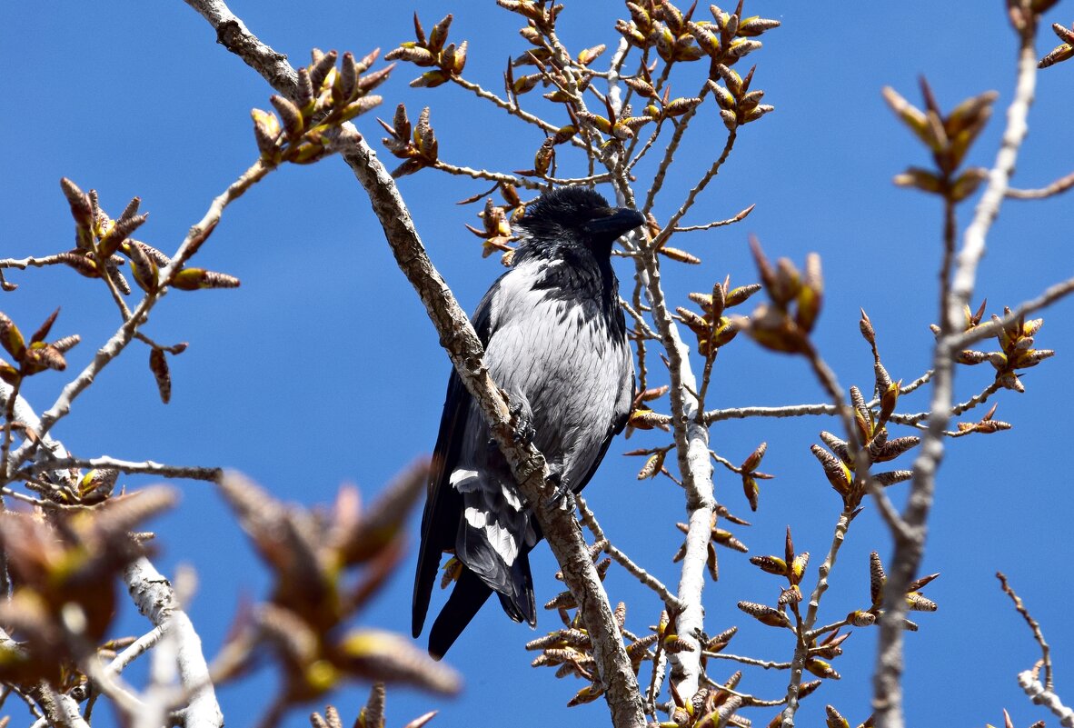 Мартовская ворона - Павленко Михаил Мартовская ворона - Павленко Михаил