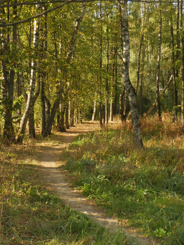 тропа осенняя - Александр Кольцов тропа осенняя - Александр Кольцов