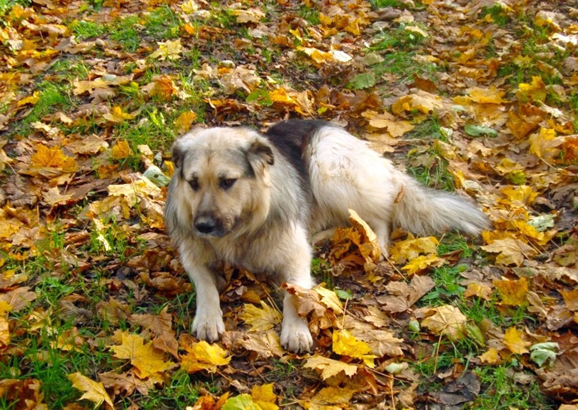 собака - марта Камушкина собака - марта Камушкина