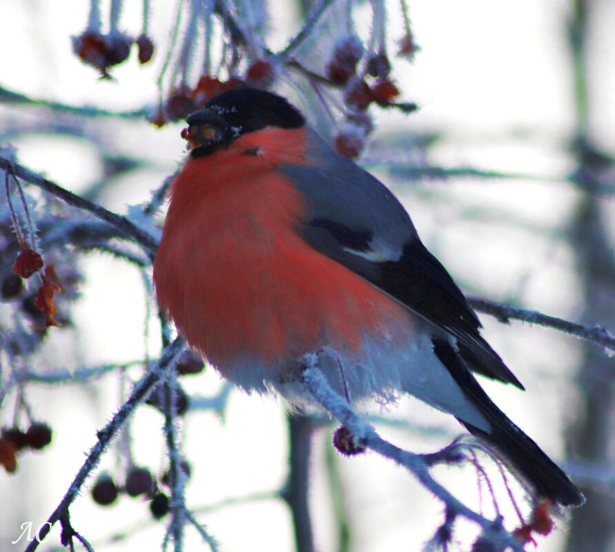 Просто объедение! - Любовь Сахарова