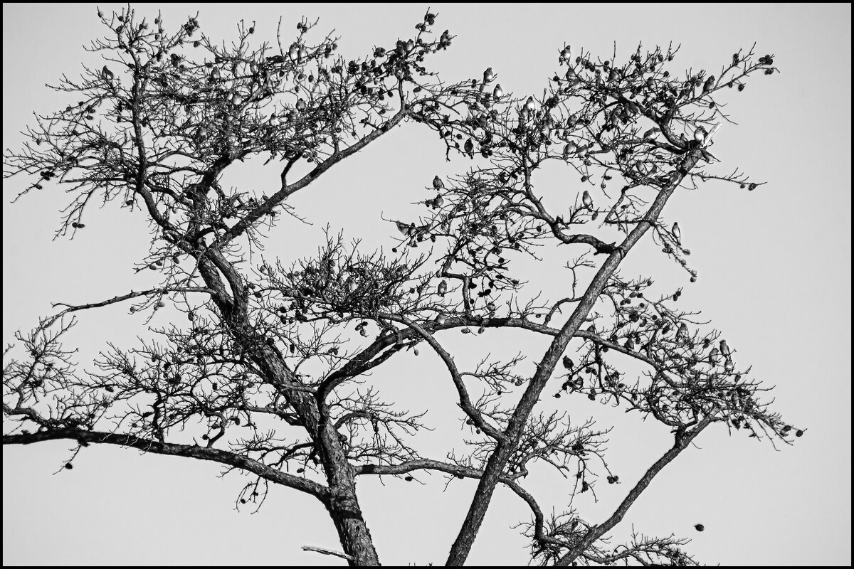 Старое дерево - **** vedin