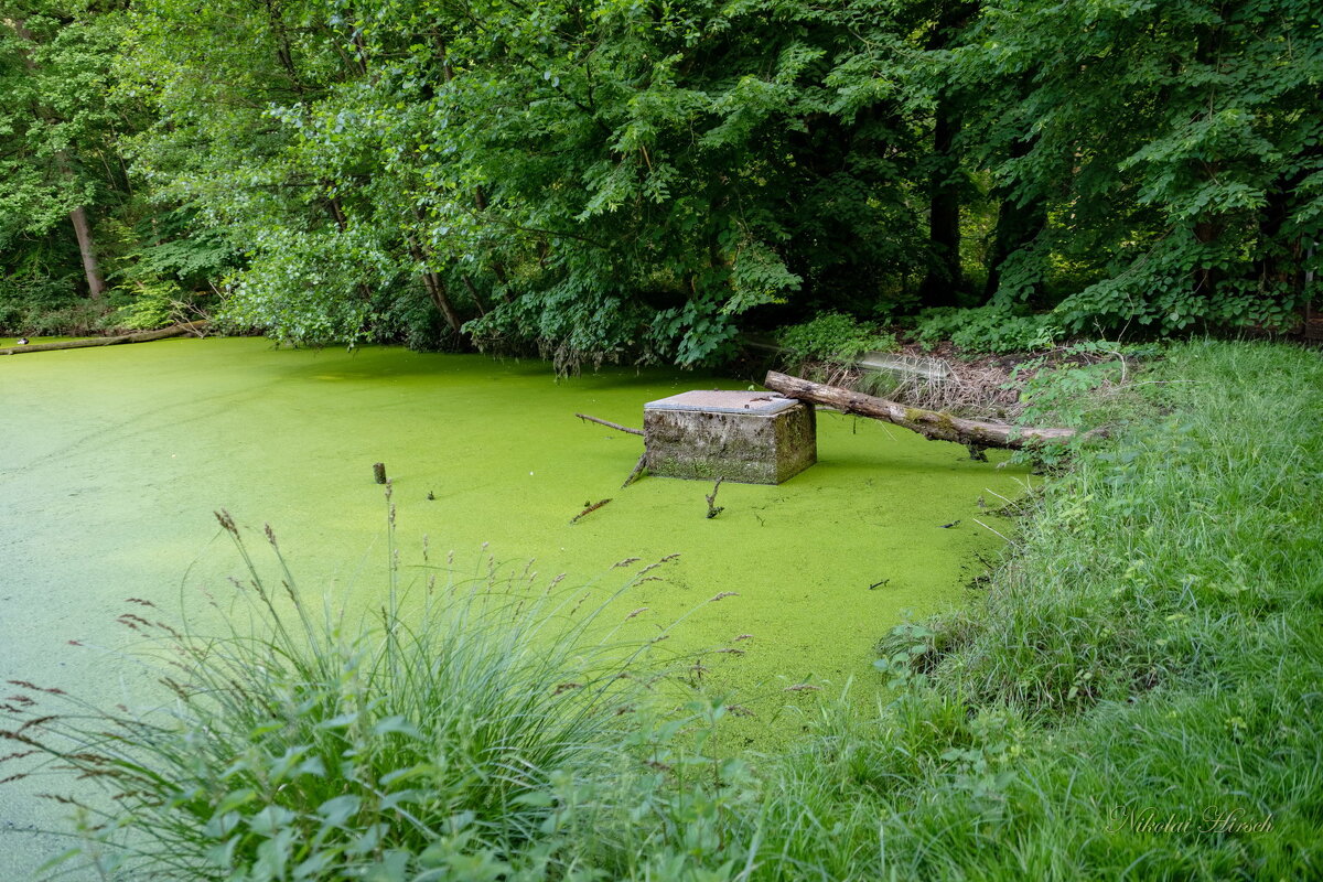 Зелёный пруд... - Николай Гирш Зелёный пруд... - Николай Гирш