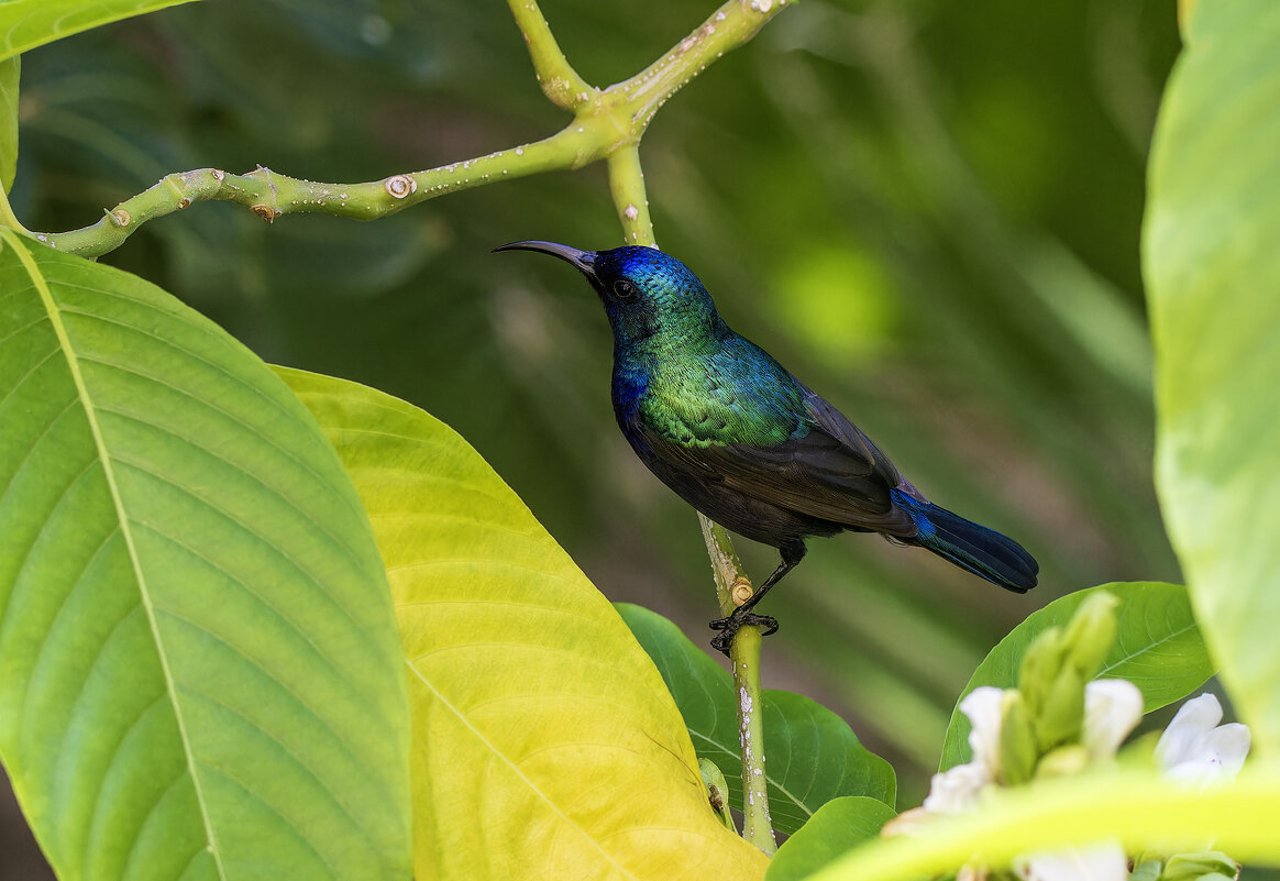 Палестинская нектарница. (Тест нового поляризационного фильтра) - Alexander Amromin Палестинская нектарница. (Тест нового поляризационного фильтра) - Alexander Amromin