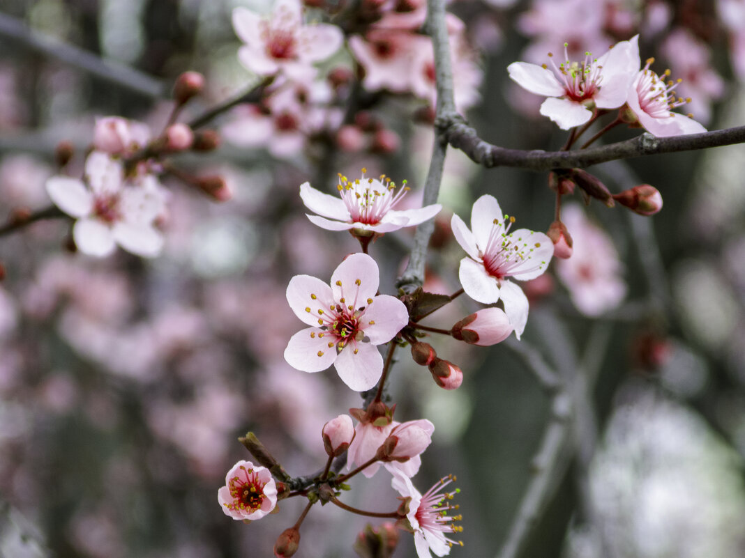 Весенние цветы - Валентин Семчишин Весенние цветы - Валентин Семчишин