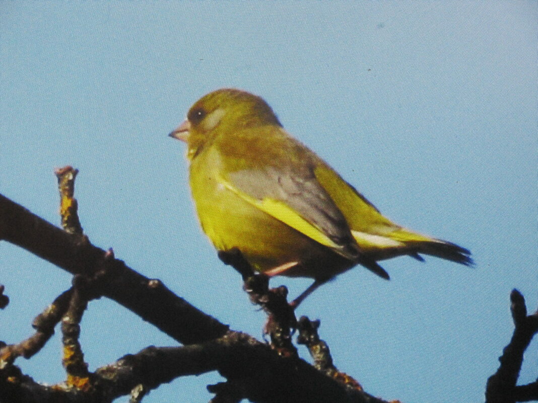 Зеленушка - Людмила Смородинская Зеленушка - Людмила Смородинская