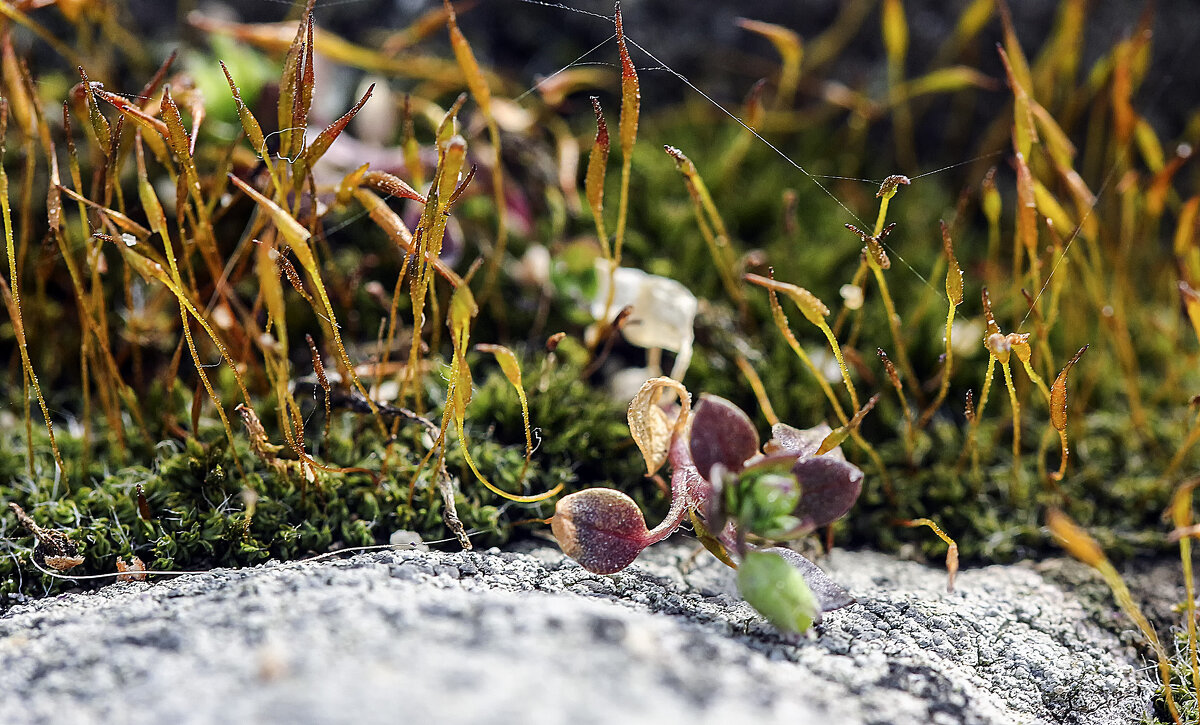 Заросли на камне - Андроник Александр 