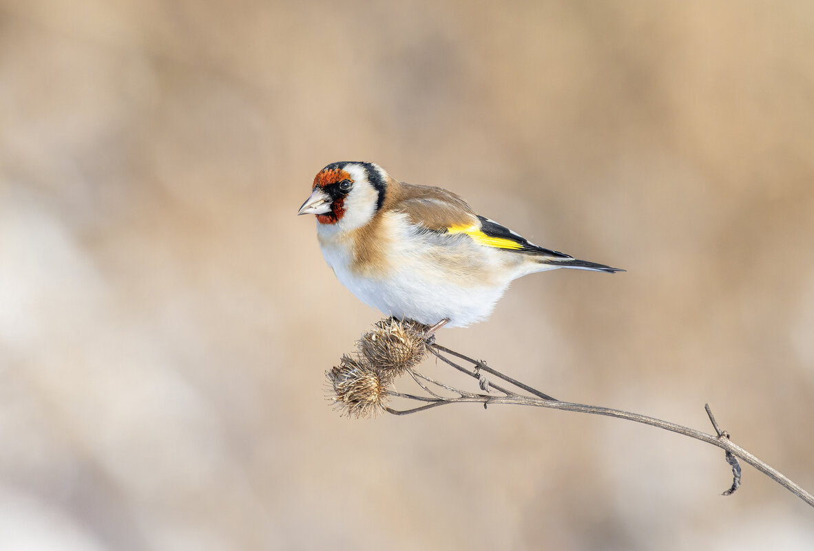щегол. - юрий макаров