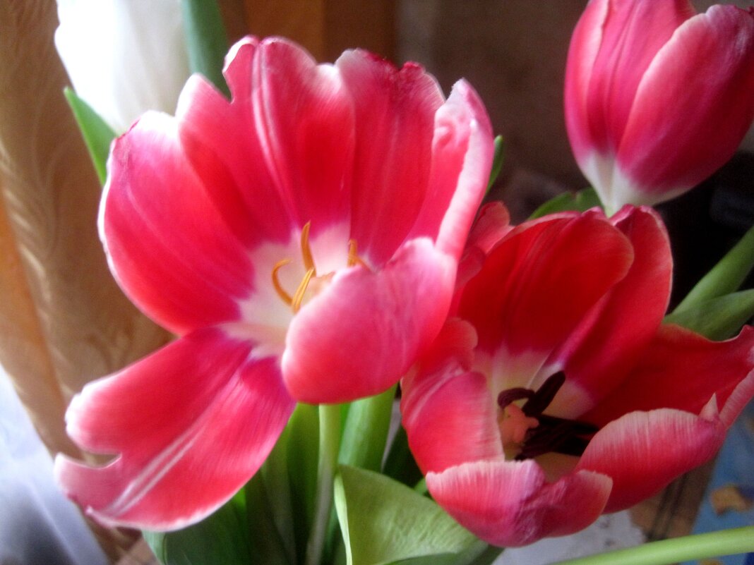 Тюльпаны - Елена Семигина Тюльпаны - Елена Семигина