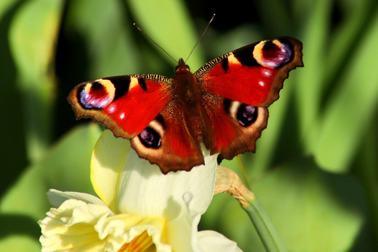 Бабочки летают, бабочки.. - Юрий. Шмаков Бабочки летают, бабочки.. - Юрий. Шмаков