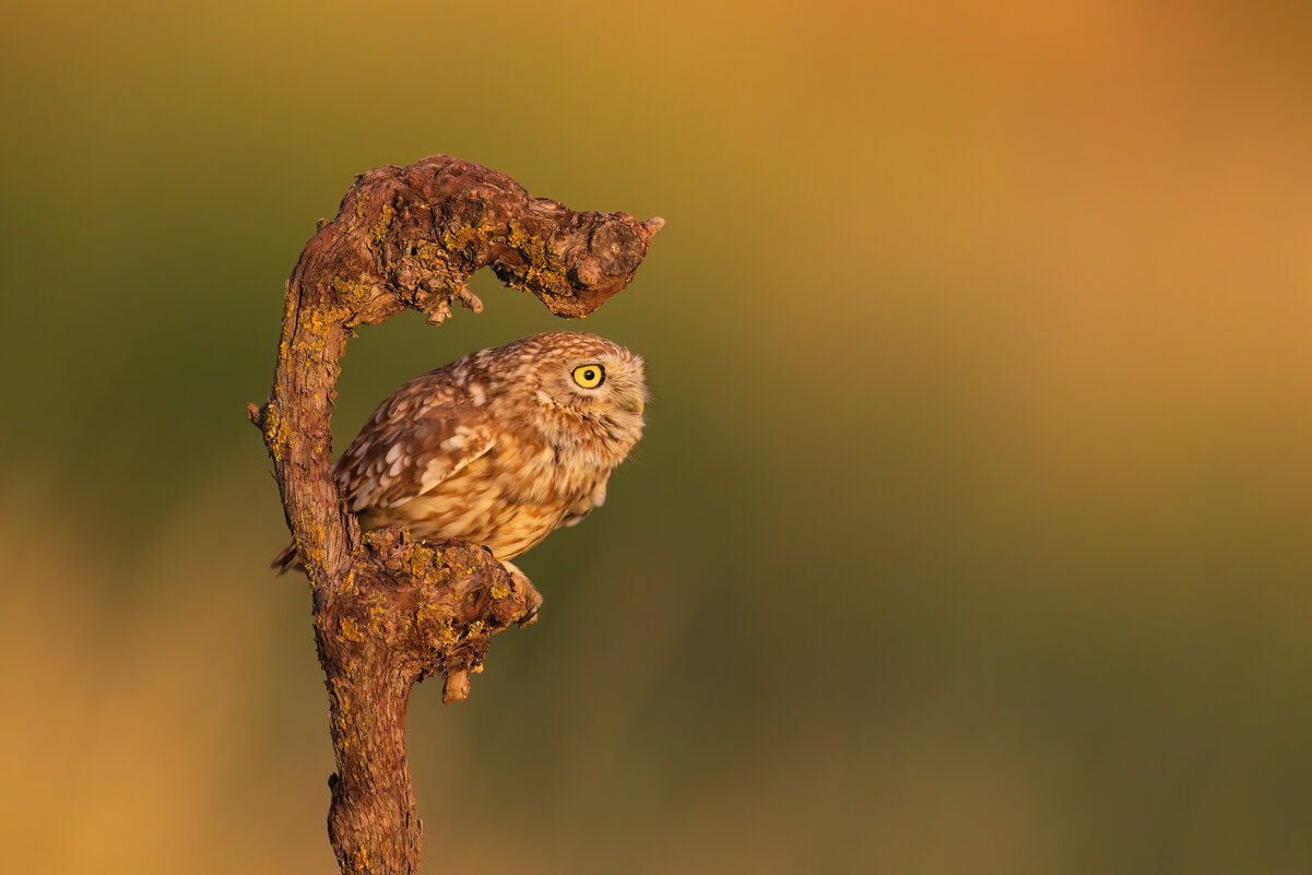 *** - Евгений Фруман *** - Евгений Фруман