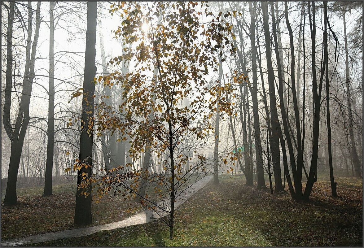 Туман - ZNatasha -