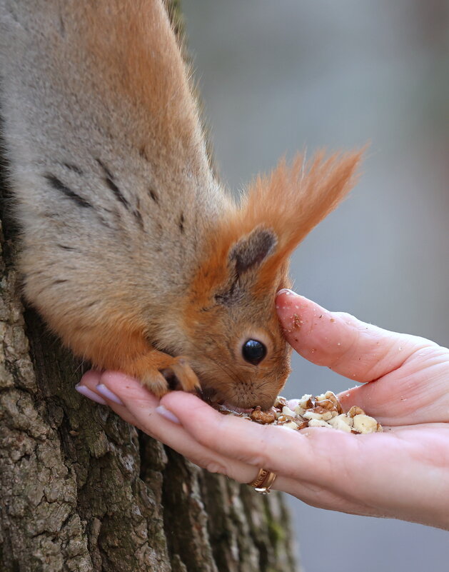 Погладить по лобику... - Александр Кондаков Погладить по лобику... - Александр Кондаков