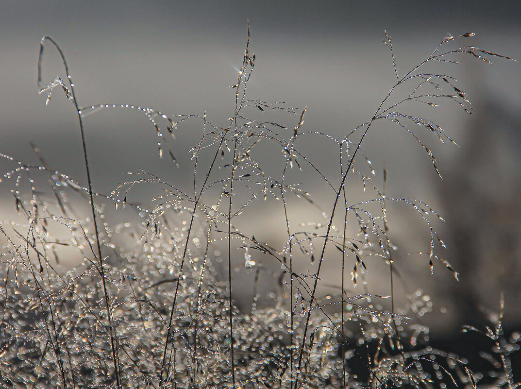 роса - РозаВетроф 