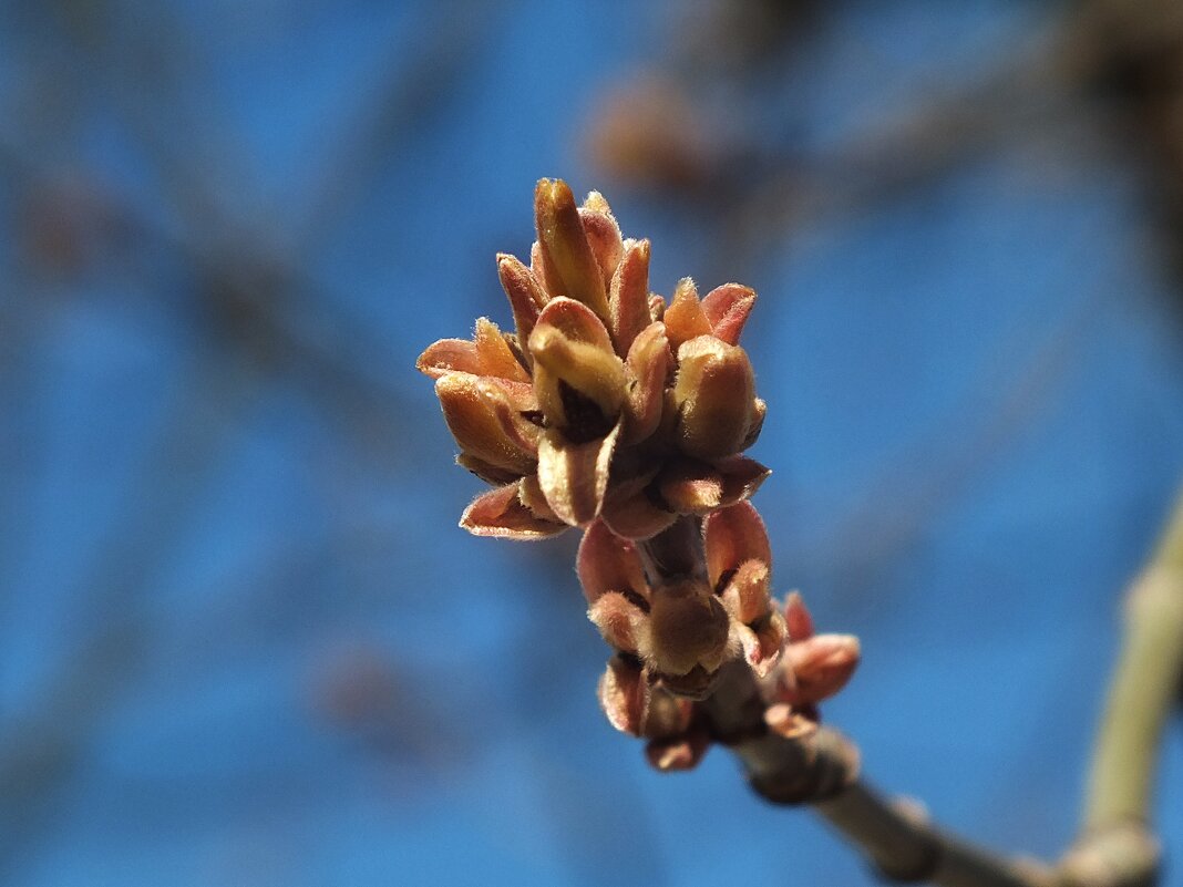 ** - Зоя Мишина ** - Зоя Мишина