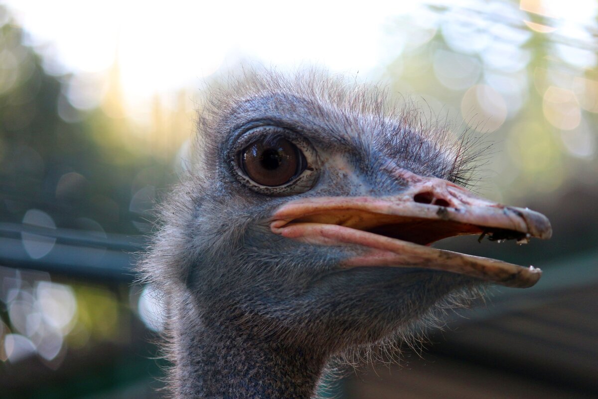 St - Андрей Л. В.