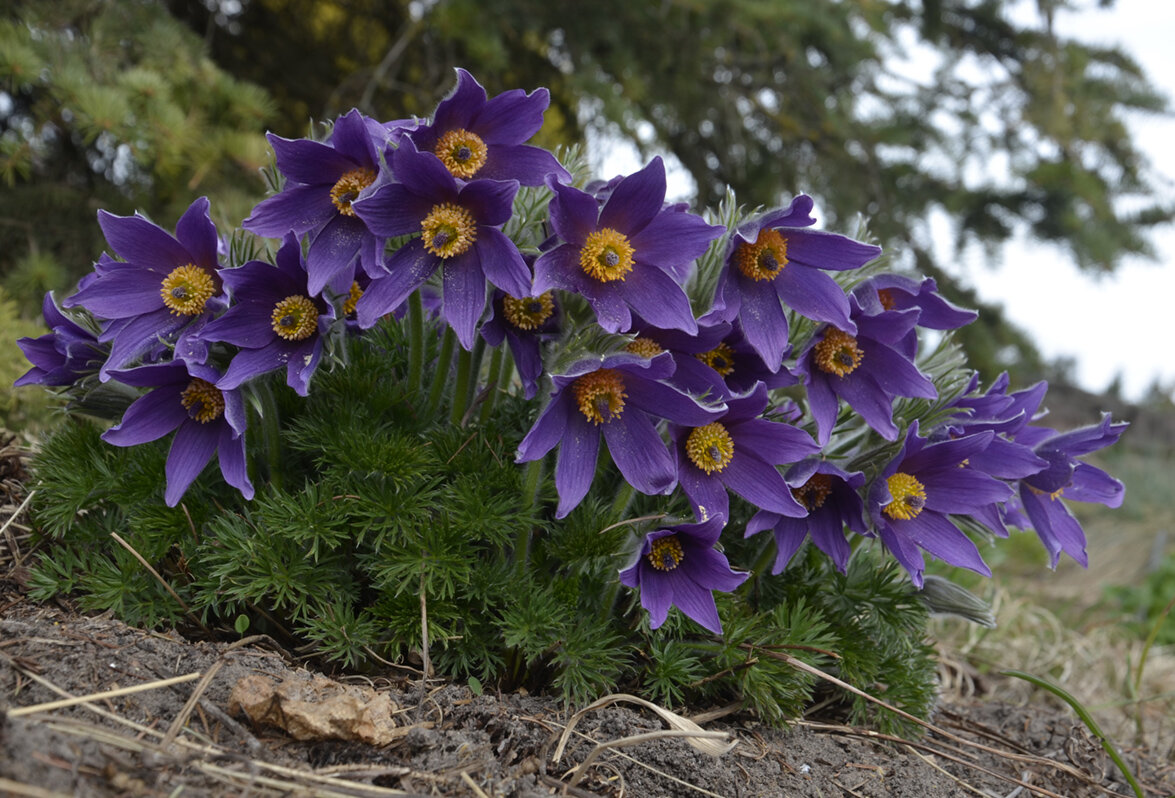 Сон трава - Aleksandr Gal