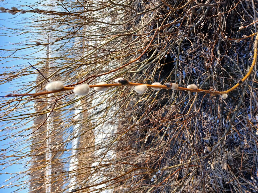 Вербочка. - Лия ☼ Вербочка. - Лия ☼