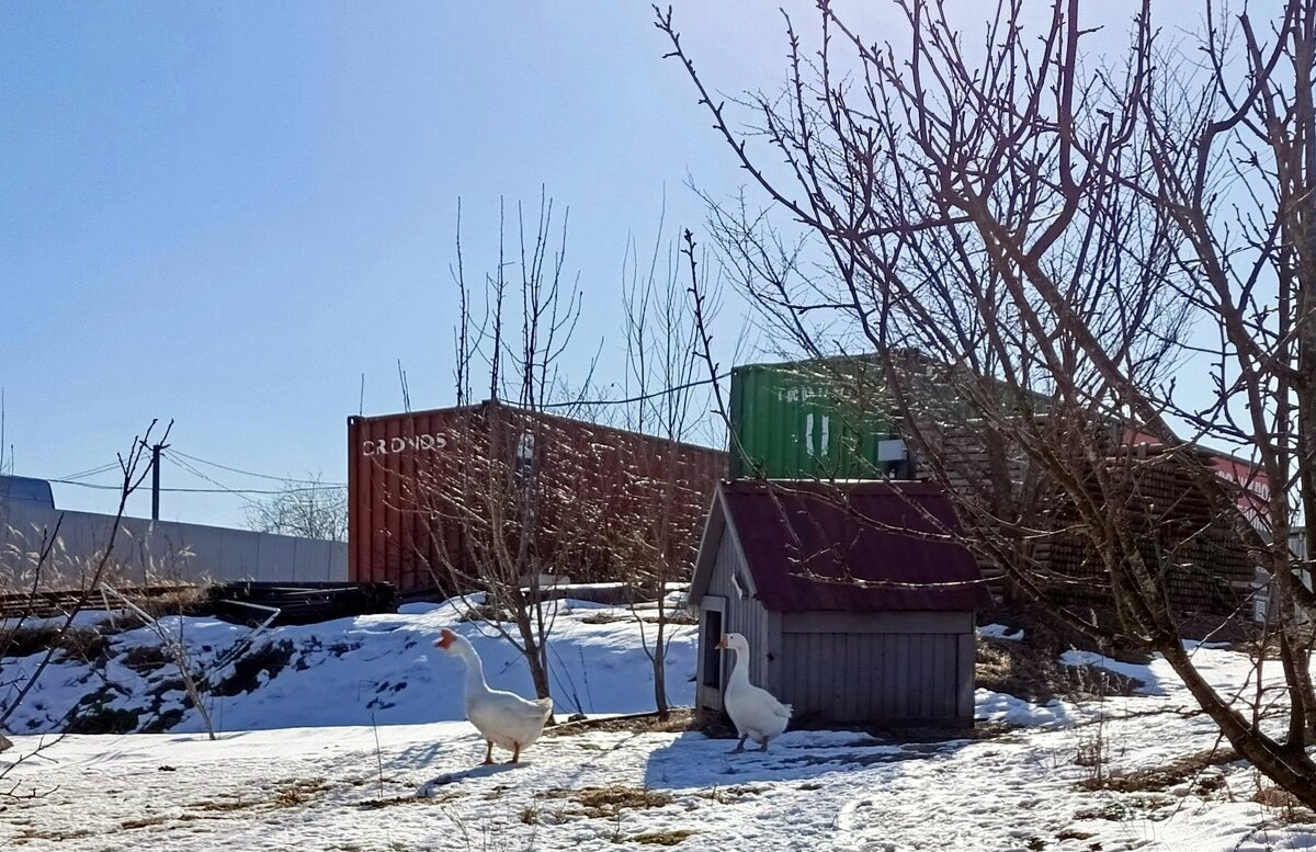 Гуси на свободе. - Ирина *** Гуси на свободе. - Ирина ***