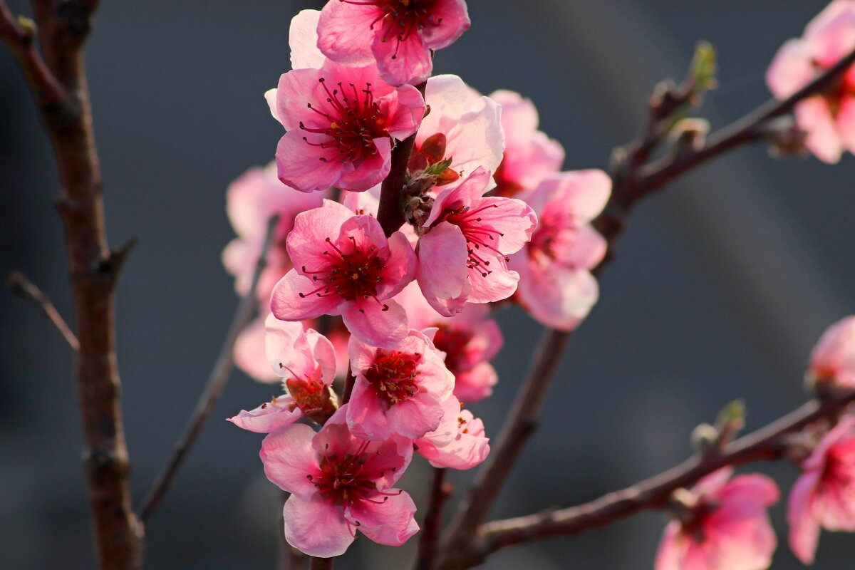 Нежнейший персика цветок! Он бело-розовый, как будто на черной ветке мотылек встречает мартовское ут - Юрий. Шмаков