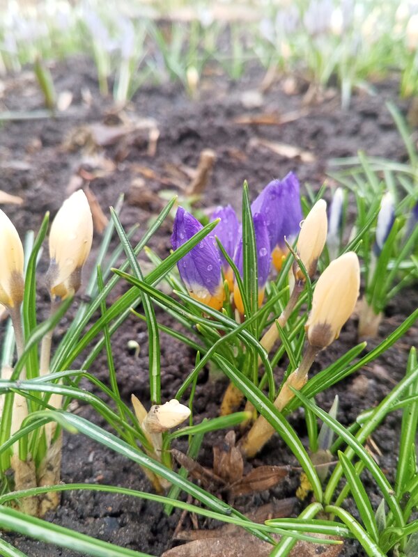 Крокусы - Сапсан 
