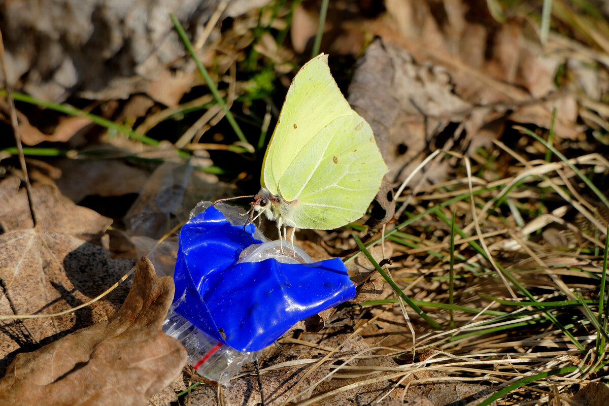 мартовские бабочки  1 - Александр Прокудин