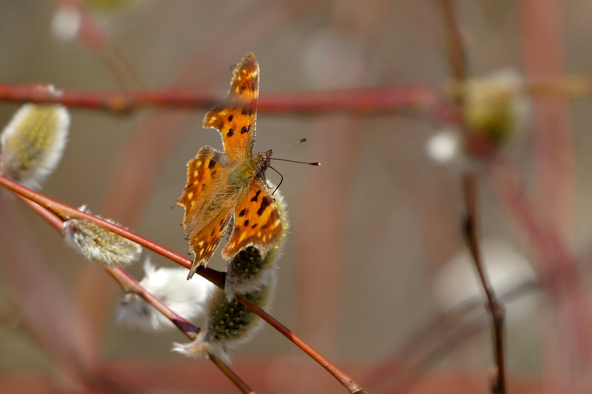 мартовские бабочки 4 - Александр Прокудин мартовские бабочки 4 - Александр Прокудин