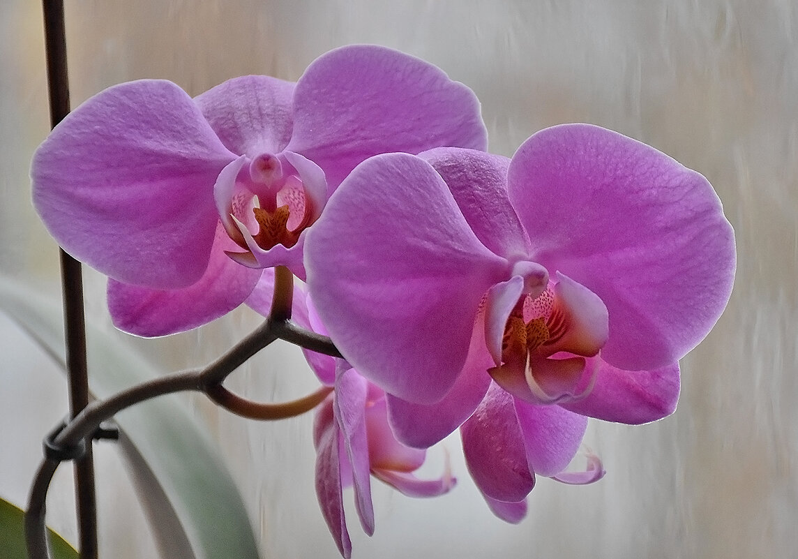 Весенняя радость! - Валентина Нефёдова Весенняя радость! - Валентина Нефёдова