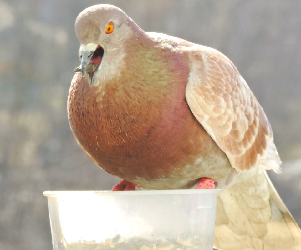 "Шоколадница" прилетела :) - Юрий Куликов "Шоколадница" прилетела :) - Юрий Куликов