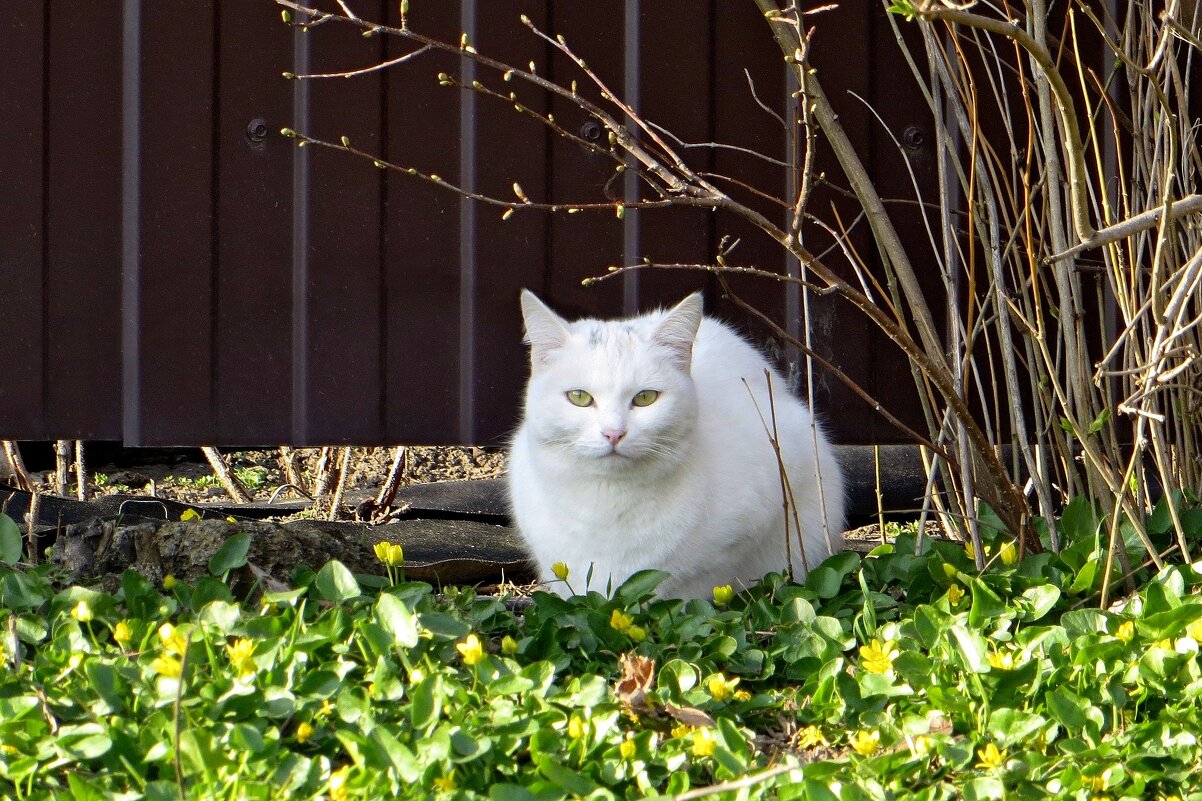 Белый кот с жёлто-зелёными глазами - Татьяна Смоляниченко