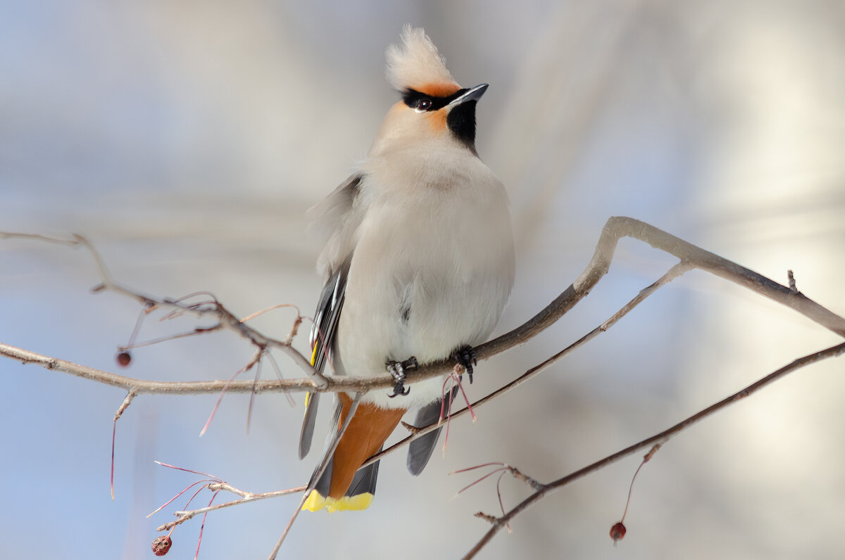 Свиристель. - Виктор Иванович Чернюк Свиристель. - Виктор Иванович Чернюк
