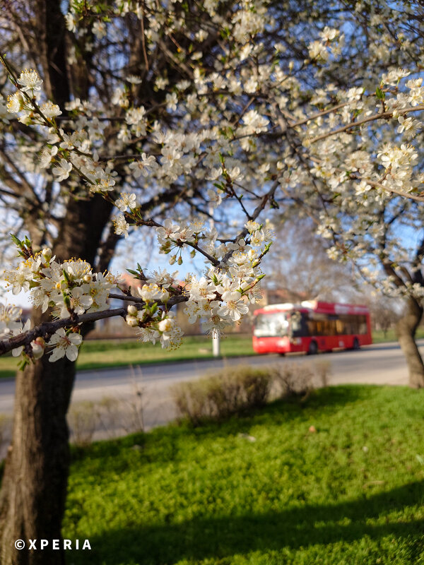 Весенняя зарисовка.... - Referee (Дмитрий) Весенняя зарисовка.... - Referee (Дмитрий)