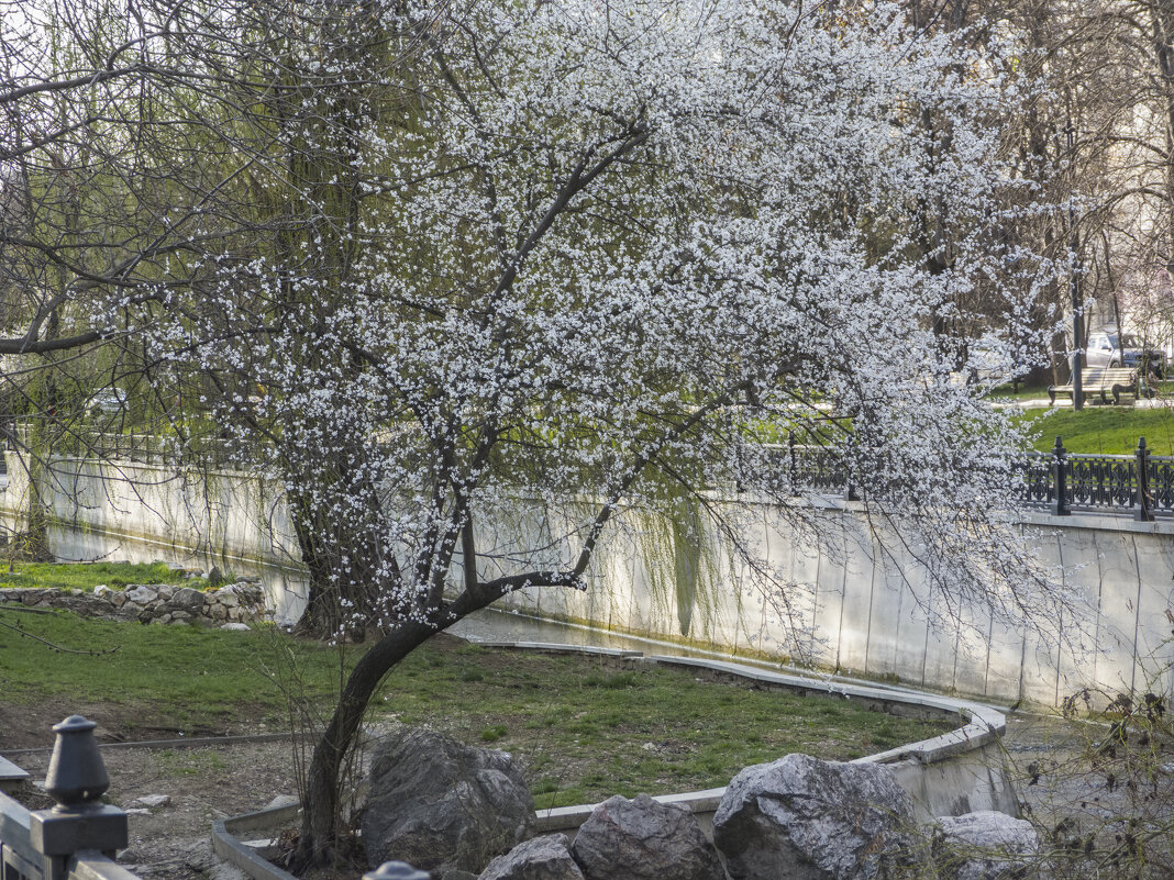 Буйное цветение - Валентин Семчишин Буйное цветение - Валентин Семчишин