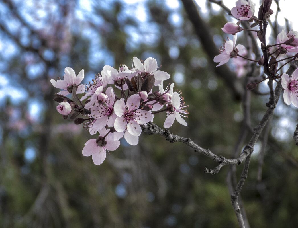 Весенние цветы - Валентин Семчишин Весенние цветы - Валентин Семчишин