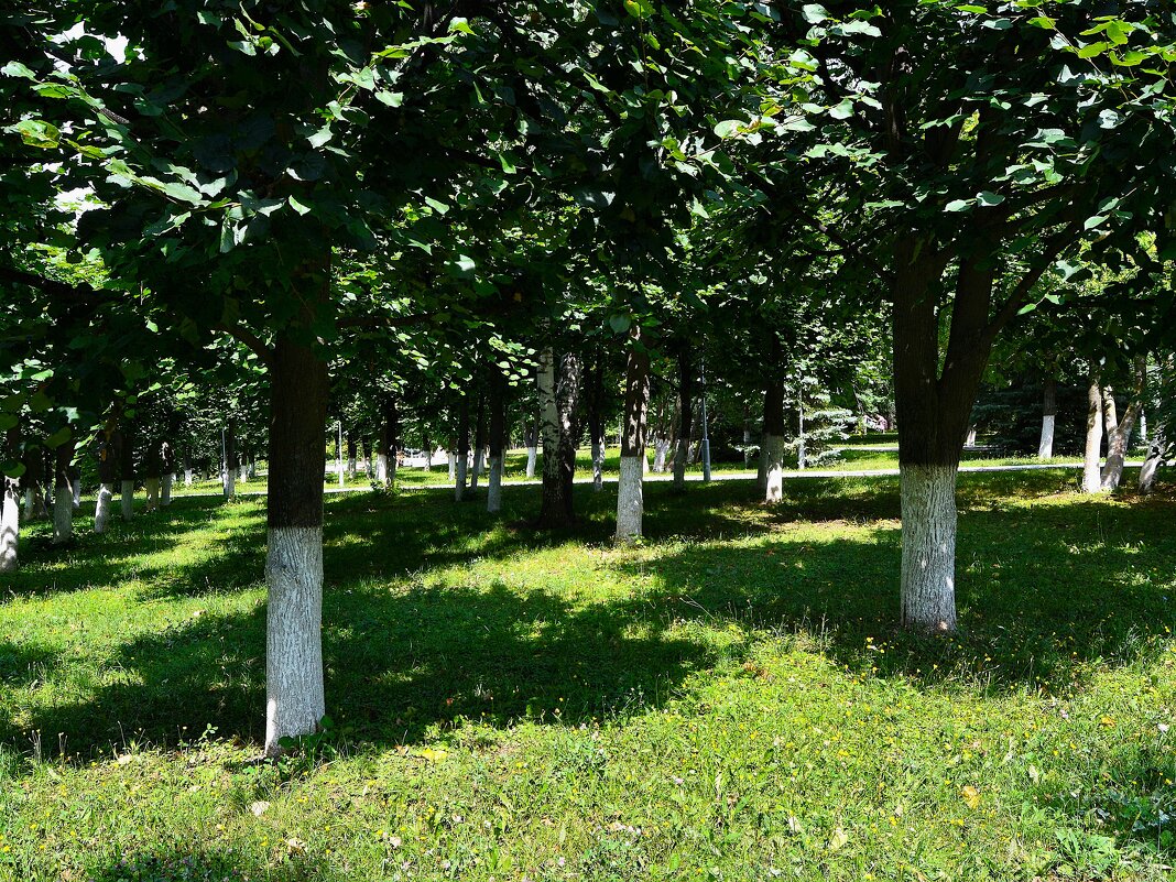 Чебоксары. В тени под кронами лип мемориального парка Победы. - Пётр Чернега Чебоксары. В тени под кронами лип мемориального парка Победы. - Пётр Чернега