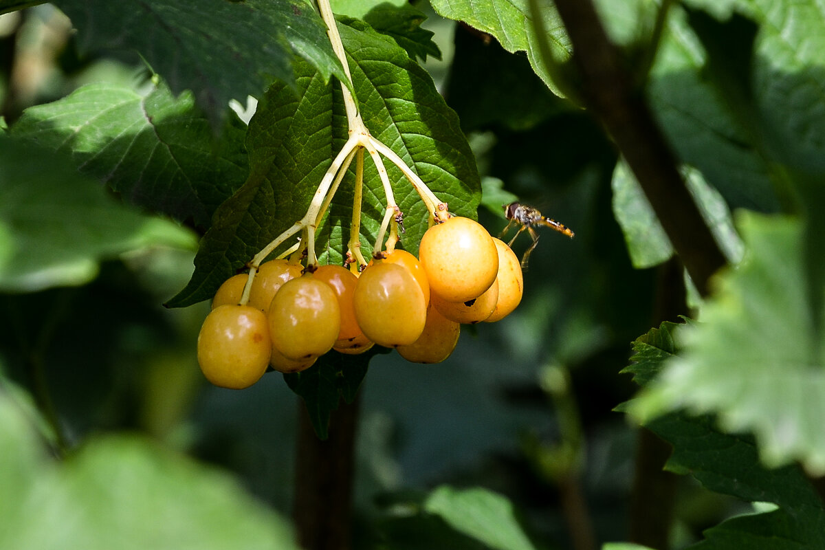 Ягодки. - Валерий Пославский