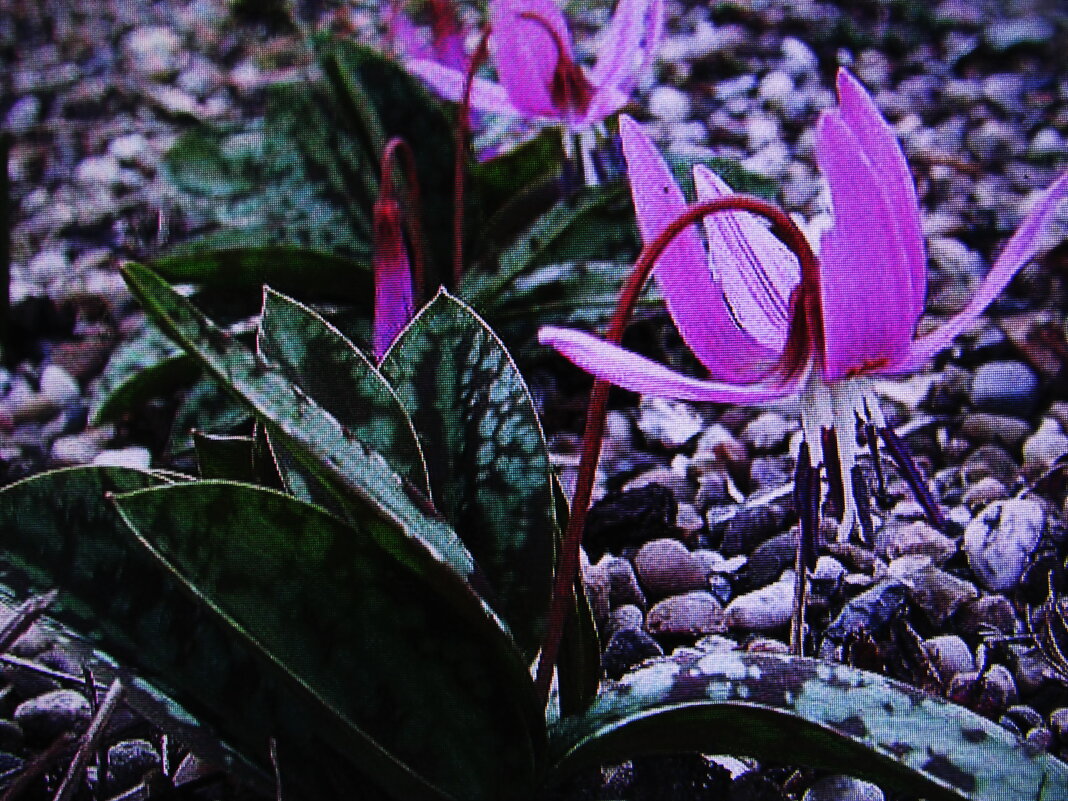 Кандык зацветает - Людмила Смородинская Кандык зацветает - Людмила Смородинская