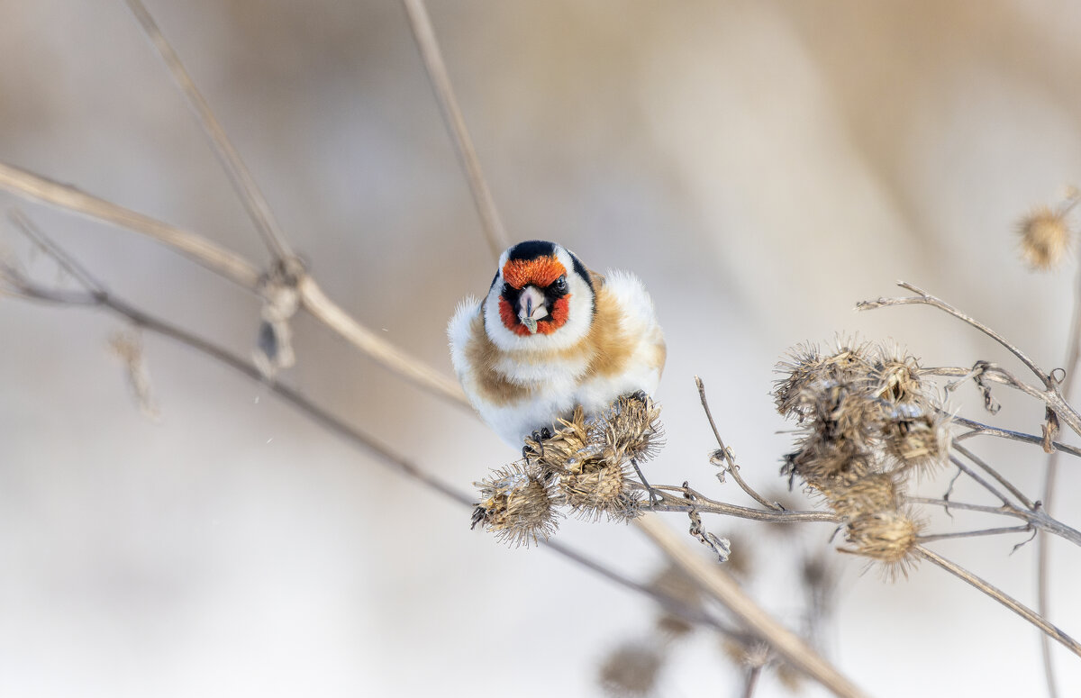 щегол. - юрий макаров