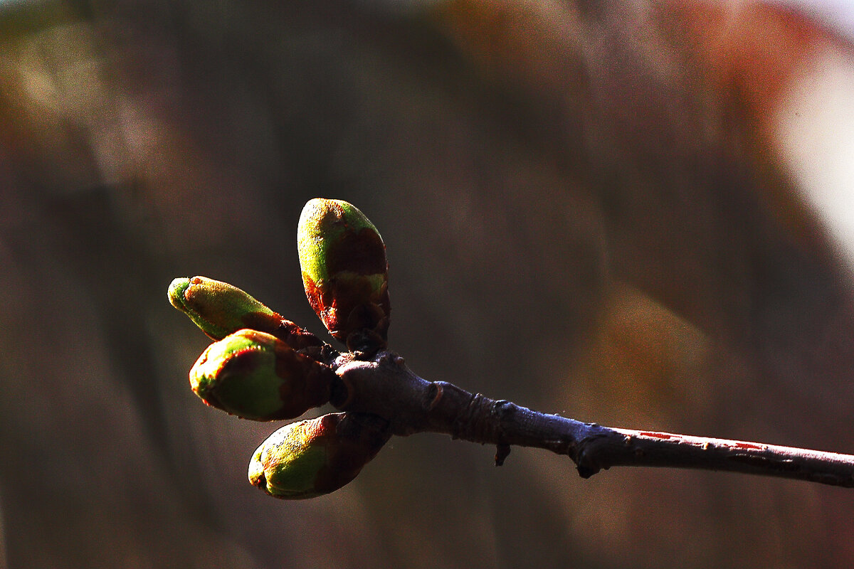 Вишенки - Юрий Гайворонскiий Вишенки - Юрий Гайворонскiий