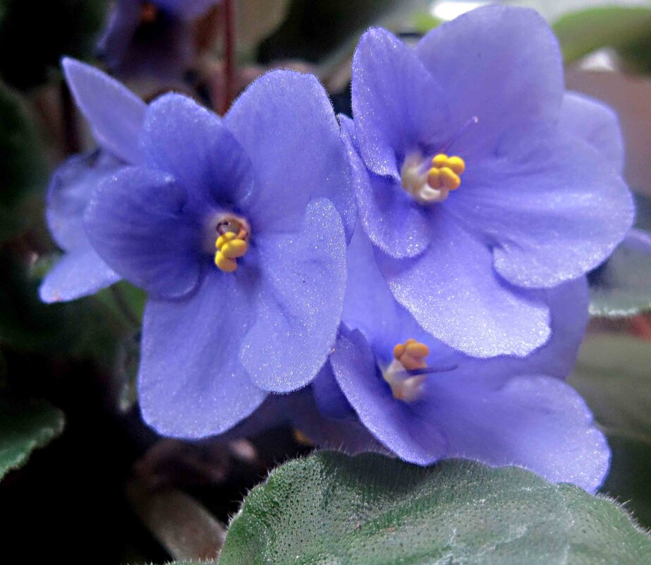 Фиалки - Елена Семигина Фиалки - Елена Семигина