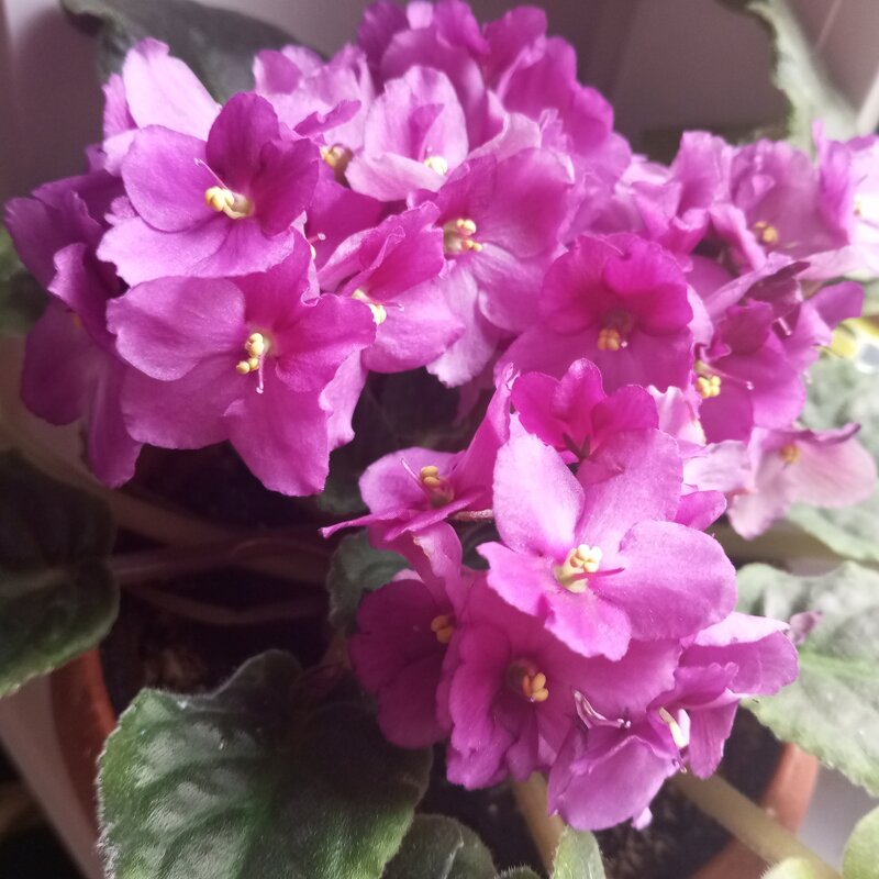 Фиалка - Елена Семигина Фиалка - Елена Семигина