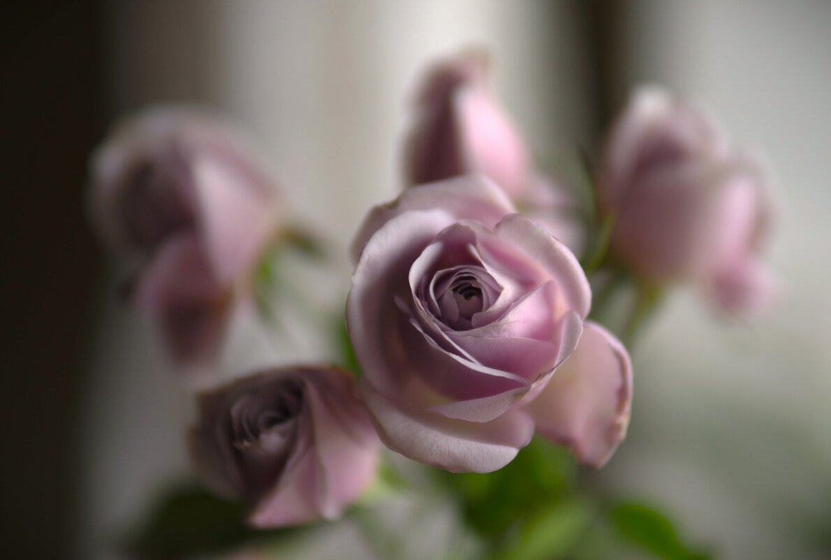 Утренняя роза - Магомед . Утренняя роза - Магомед .