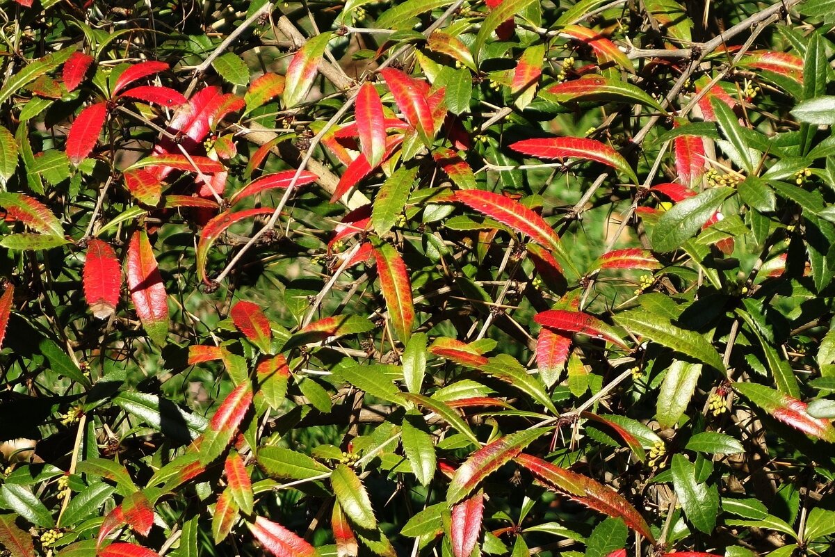 Барбарис - Рита Симонова Барбарис - Рита Симонова