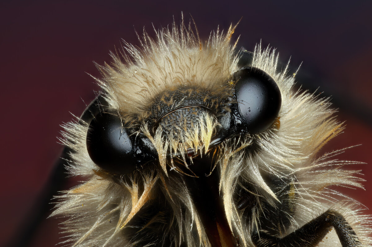 *** - Евгений Фруман *** - Евгений Фруман