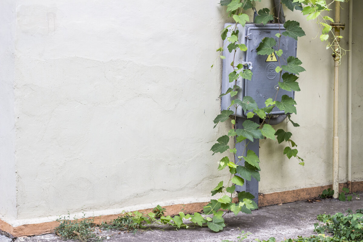 Восхитительный электрощит опутанный молодым, несмышлёным виноградом - Коля Лукашов Восхитительный электрощит опутанный молодым, несмышлёным виноградом - Коля Лукашов