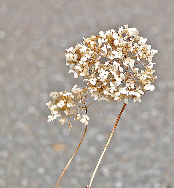 Зимний бульдонеж - Светлана Зимний бульдонеж - Светлана