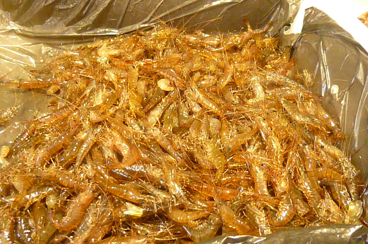 "Золото" на рынке в Сантъяго-де-Компостело. Испания. - Надежда 