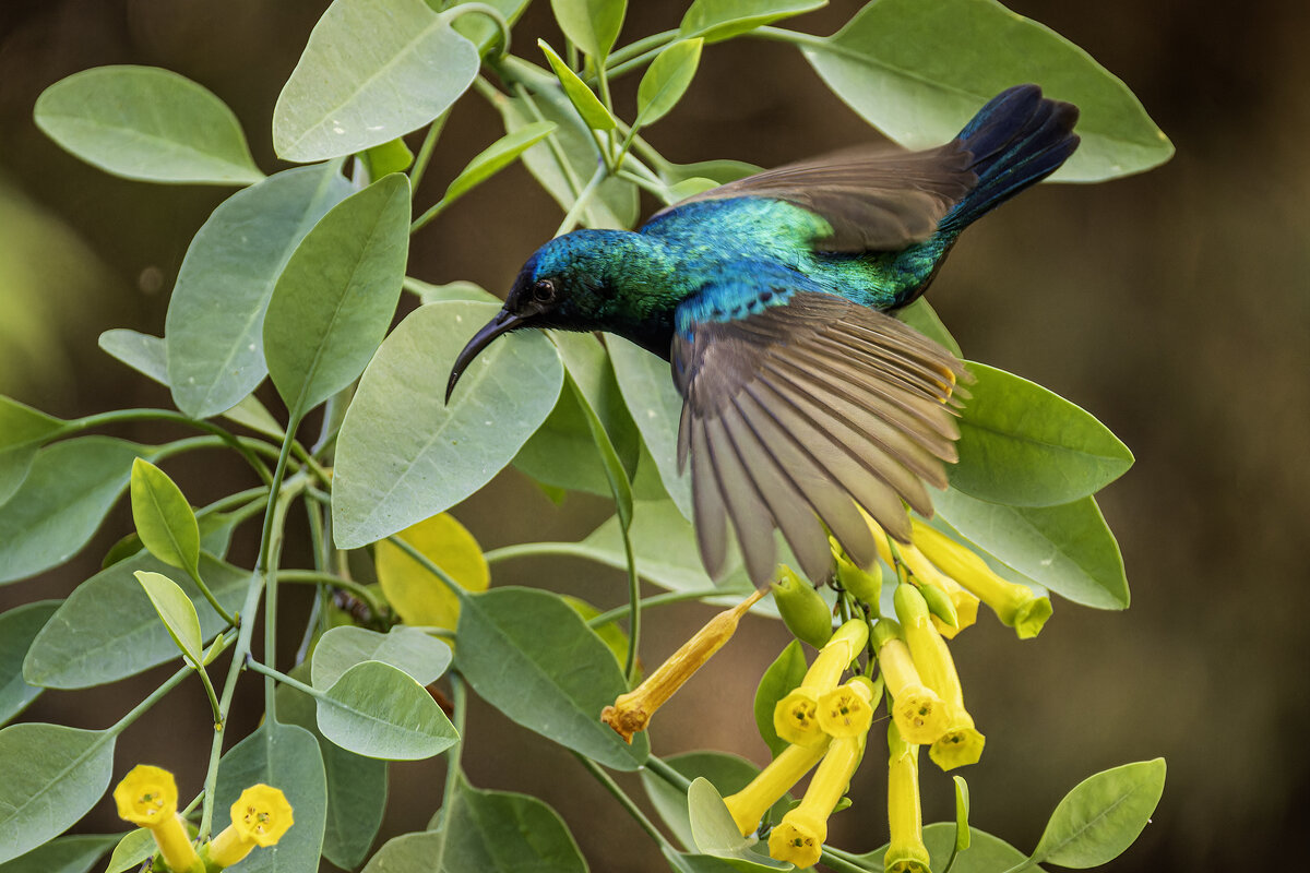 Палестинская нектарница. (Тест нового поляризационного фильтра) - Alexander Amromin Палестинская нектарница. (Тест нового поляризационного фильтра) - Alexander Amromin