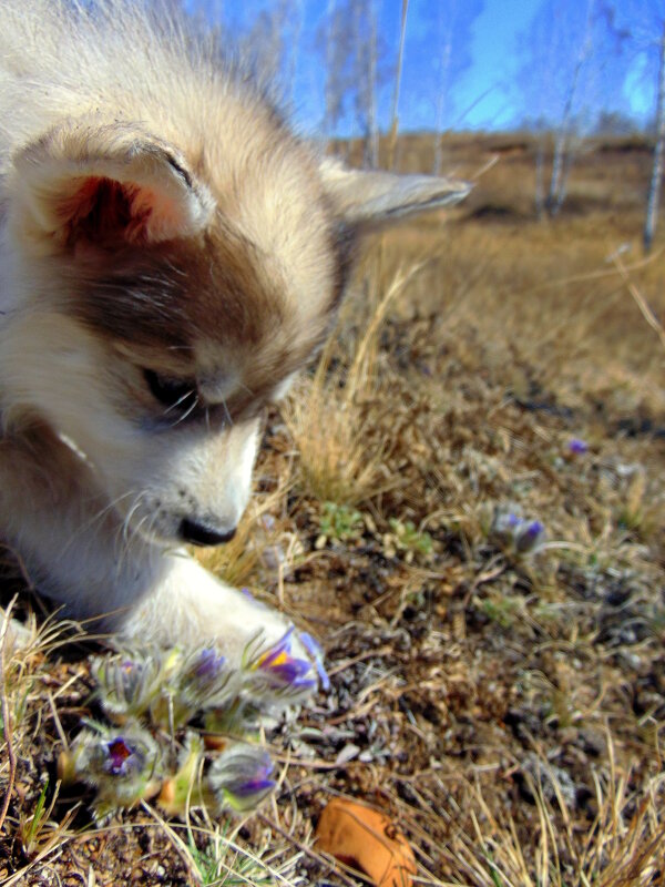 Эксперт по весенним цветочкам. - nadyasilyuk Вознюк Эксперт по весенним цветочкам. - nadyasilyuk Вознюк