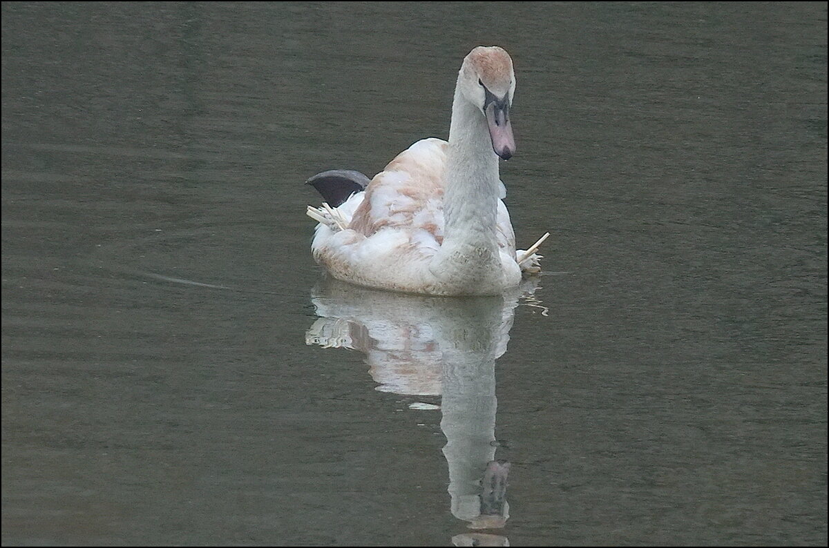 Перезимовавший лебедь - Фёдор Меркурьев Перезимовавший лебедь - Фёдор Меркурьев