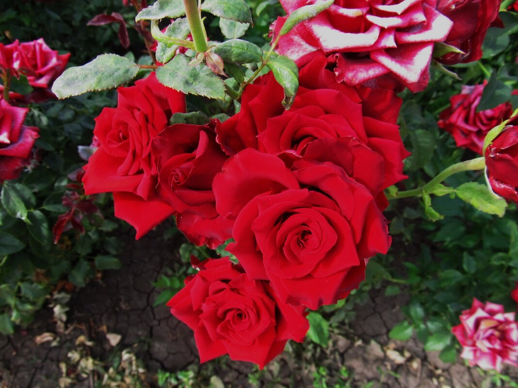 сентябрь четвёртый месяц лета - Елена Шаламова сентябрь четвёртый месяц лета - Елена Шаламова